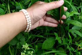 农村植物牛膝是个“宝”，食用价值高，快来认知一下