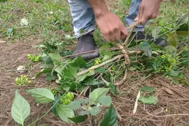 小伙带朋友进山采断肠草，你知道断肠草有什么功效吗？视频封面