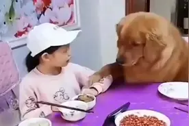 小主人一吃饭，金毛就成了这副德行，都懒得管了图片