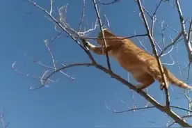猫爬上树头抓老鼠，动物搞笑视频封面