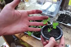 草莓坏了怎么办？教你用种子种植草莓视频封面