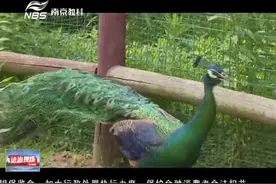 孔雀出走“散心” 见到人不但不怕还悠然闲逛 南京民警帮找主人