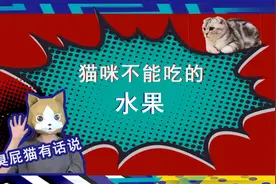 【养猫小知识】猫咪不能吃的水果！