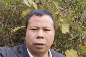 八角枫的妙用可不少，常常被人忽略，今天来给大家分享它的用途视频封面