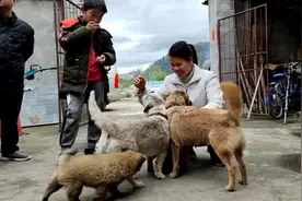 狗宝宝要送人了，英姐带儿子再去看一次它们，场面真温馨视频封面