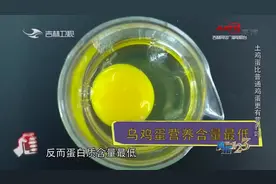 真相123：土鸡蛋比普通鸡蛋营养价值高？实验告诉你答案，来看看视频封面