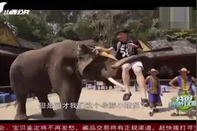 我的旅游攻略：见识下西双版纳的大象，没有野性却精通传统礼仪视频封面
