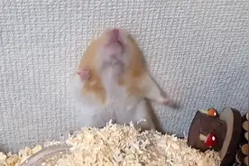 活该！仓鼠被卡成鼠饼！主人在一旁见死不救，网友：好好治治它视频封面