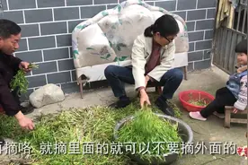 农村水沟里的野芹菜，老曹一次拔3大桶回家，晒成干留到冬天吃视频封面