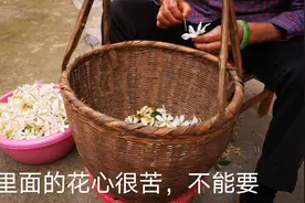 为什么越来越多的人吃栀子花，你还不知道吧，它的好处可多呢视频封面