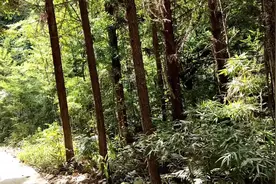 种下去不用管理的树，有人靠它年赚几十万视频封面