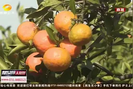 1.2万亩柑橘助力农民脱贫致富，每年帮助农民创收3千多万元视频封面