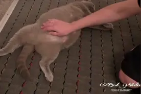 蓝猫产前阵痛，女主人不停抚摸安慰，猫咪乖的让人心疼！希望平安