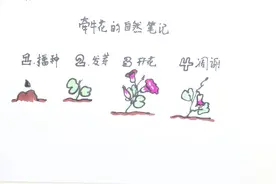 牵牛花的自然笔记怎么画视频封面