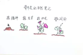 牵牛花的自然笔记怎么画视频封面