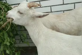 小羊昨天吃完粽子没事，今天能吃能喝的，树皮嚼的真来劲