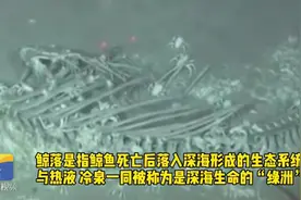 照片来了！中国科学家在南海首次发现鲸落，专家：有长期观测价值视频封面