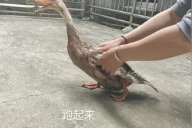 鸭子喝酒你见过吗？看看鸭子的反应，母子俩笑的直不起腰来！视频封面