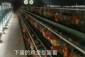 百万蛋鸡养殖基地，现代化养殖，让老百姓发家致富视频封面