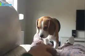 原来史努比是只比格犬啊，这是它与主人的日常，满满都是爱视频封面