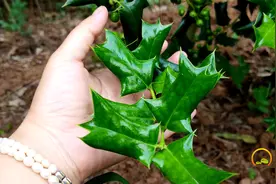 农村带刺的枸骨叶泡茶喝厉害了，价值600元都不卖，认知下视频封面