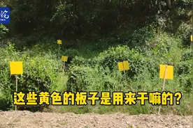 黄山茶园里的黄板是用来干嘛的？ 记者走近发现了其中的“奥秘”视频封面