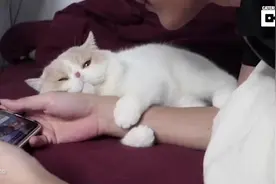 你玩游戏的时候你的女朋友是不是也这样？没有的话，这猫挺可爱哈