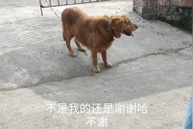 俗话说狗来富，小黄家里居然不知哪里来了只大金毛犬