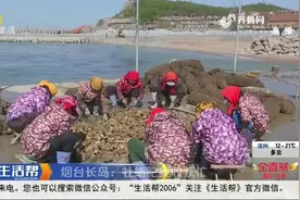 馋！长岛两万亩牡蛎喜获丰收，个大肉肥太诱人，养殖户乐开了花视频封面