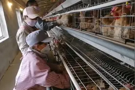 大山里养鸡，看看合适的人工授精方法视频封面