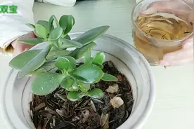 早上起床口臭，简单漱口不起作用，教你一个小窍门，简单有效视频封面