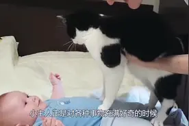 宝宝想摸一下小猫的尾巴，接下来猫咪的反应，看一次笑一次