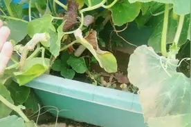 心酸！盆栽南瓜只开花不结果？原因很是意想不到！从此楼顶无南瓜视频封面