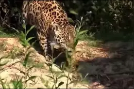 它属于猫科爱吃鱼，有时遇到鳄鱼也不放过，照样可以把鳄鱼捞上来