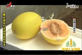 甜瓜1：IVF117甜瓜口感好，具有较强的结瓜能力，是一种优良品种视频封面