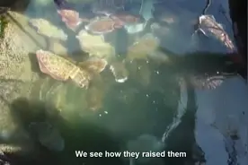 海产养殖 墨鱼的养殖技术视频封面