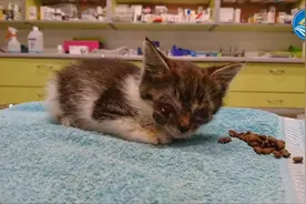 流浪猫救援系列！猫咪两只眼睛受伤严重，不知道这样流浪了多久！视频封面