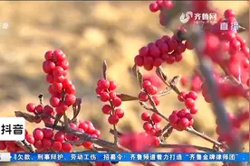 天冷就变红，果实一年不落！过年家里养这种盆栽，新一年红红火火视频封面