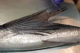 这样的飞鱼在日本是极品海鲜,一斤500块钱,可舟山却是白菜价!视频封面