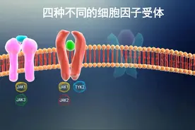 JAK通路抑制剂的作用机理 | 芥末药学堂