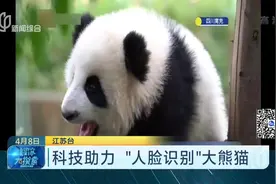 先进！熊猫也用上“人脸识别！野生大熊猫也将有自己的专属“ID”视频封面