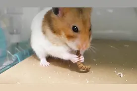 真自在啊！小仓鼠吃面包虫，一口一个，就像嗦面条一样！