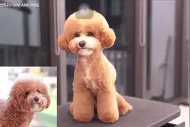 小狗狗美容 美容前是胖仔 美容后是最靓的仔