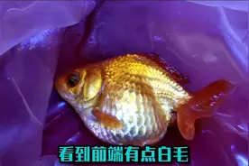 如何使用药物，给小金鱼涂抹治疗外伤？视频封面