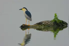 喻家湖观鸟之夜鹭，红眼的夜鹭，是少数有夜视能力的鸟，厉害了！