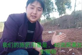 四川种植技术员，栽种果树幼苗一年施这四次肥，根细好主杆粗又壮视频封面