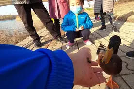 带着小鸭子河边游玩，引得大家围观，这个宠物鸭太惹人爱！视频封面