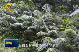 崇左大新县发展农业产业特色种养，让群众富起来，增加内生动力视频封面