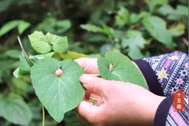土党参又叫金钱豹，可用来补气补虚润肺的一味草药，你懂得用吗视频封面