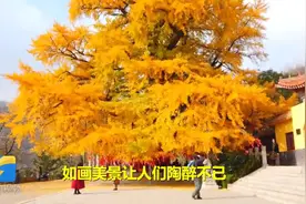 这就是山东 | 潍坊2500多年“夫妻树”迎最美观赏期 震撼美景醉人视频封面